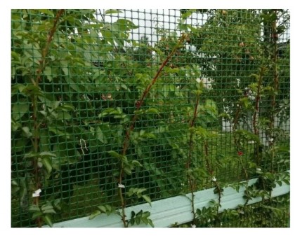 Сетка садовая 15*15мм ширина1,5м, длина10м / зеленая / из ПНД / для ограждения садовых саженцев